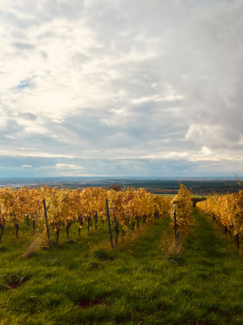Weingut